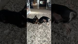 Video preview image #1 Papi-Pin Puppy For Sale in Westmont, IL, USA