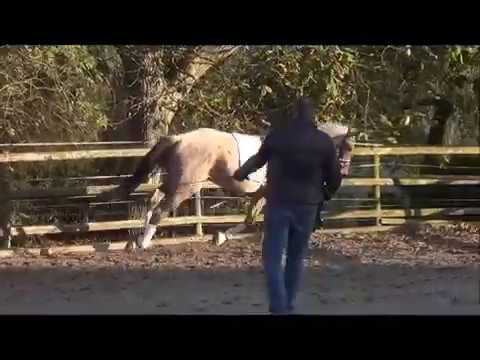 Limp Bizkit v. Cayanosch