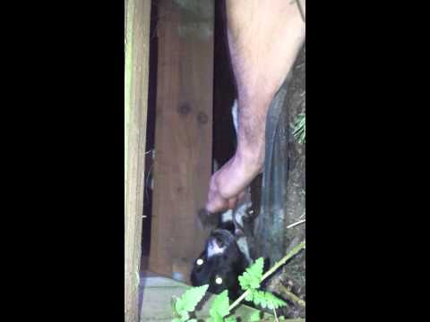 Puppy Stuck under deck
