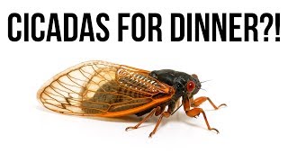 Cicada For Dinner ?? - Eating bugs / insects in China