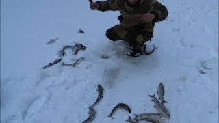 Хариус зимой ловля в коми