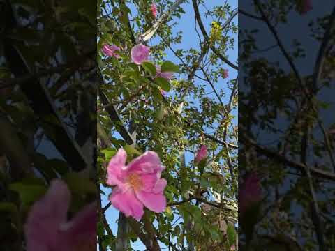 犬のバラ、犬のバラ 植物