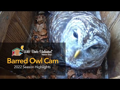 2022 Barred Owl Cam Season Highlights | Wild Birds Unlimited | Cornell Lab