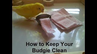 How to Keep Your Budgie Clean