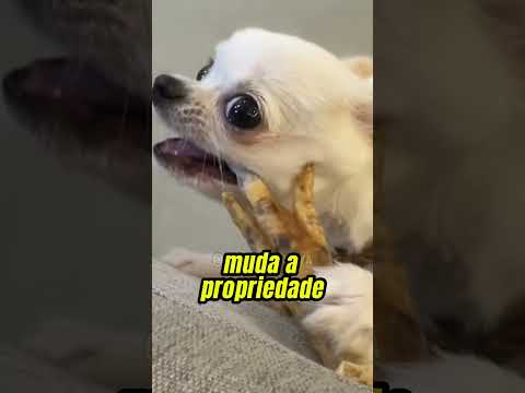 O petisco BARATO que deixa qualquer CACHORRO muito feliz🐕 Biólogo Henrique revela