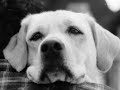 Charlie 777 WhatsApp Status Dog Lover Heart Touching Video
