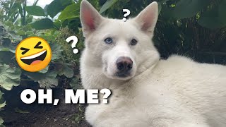 Husky Caught in the Back Yard 🤦