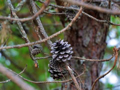 Welcome to Chin Land (ခ်င္း ျပည္နယ္က ၾကိဳဆိုပါသည္) - ေဒါ့ေလွႏွီယာန္း
