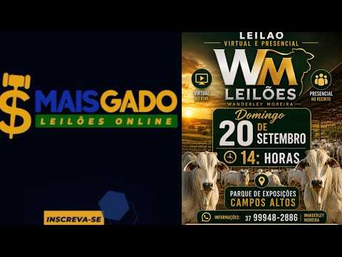 🐂🐄🐃 LEILÃO MISTO DE BOVINOS -20-09-2026 -CAMPOS ALTOS MG - MAIS GADO LEILÕES 🐂🐄🐃