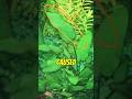 Get Rid Of Black Beard Algae Fishtank Aquarium Fishkeeping
