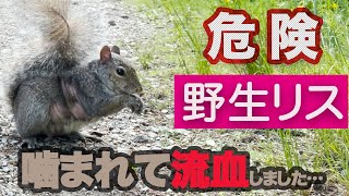 【危険】野生リスに噛まれて流血しました！【凶暴につき注意】