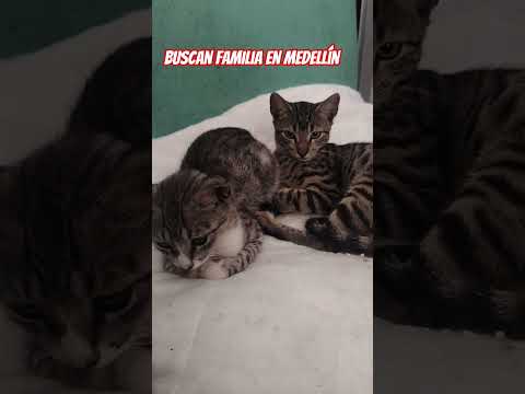 Buscan familia en Medellín, fueron abandonados en Arboletes Antioquia