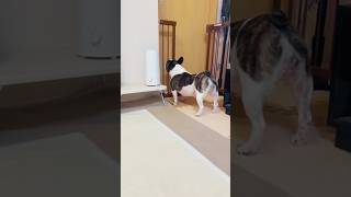 第六感を持ってるかもしれないフレブル