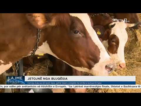 Familja Zuka ka 60 krerë lopë, gjithë tokën e mbjellë me drithë e kultura të tjera