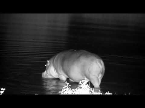 Djuma: Hippo arriving at the dam - 20:17 - 01/12/2023