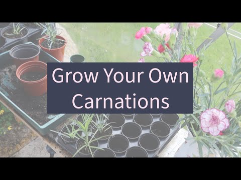 How To Grow Carnations - Grow Your Own #carnations #carnation #growyourown
