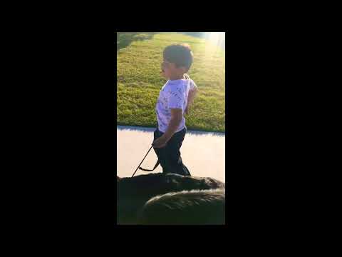 Prince Hamdan Baig German shepherds