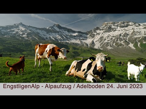 EngstligenAlp - Alpaufzug / Adelboden 24. Juni 2023