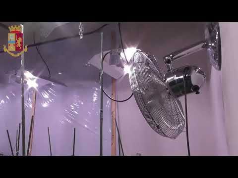 Altopascio, arrestato 53enne che coltivava marijuana in casa