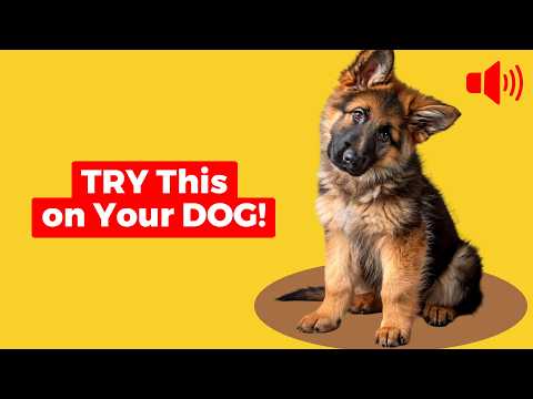 20 Sounds Your Dog Will Love - Try This on Your Dog! 🐶