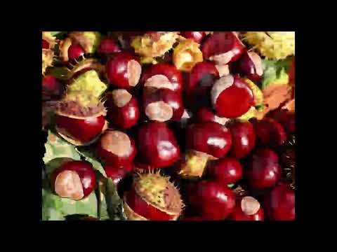 Rosskastanie, Heilpflanze