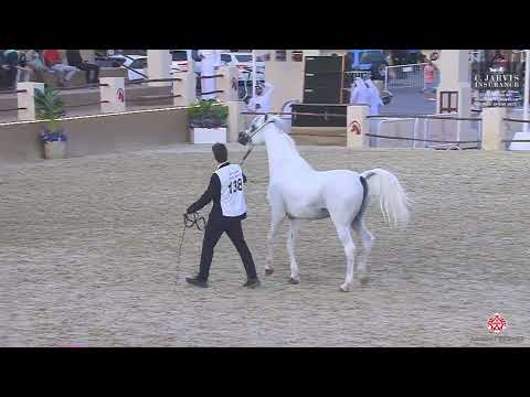 N 138 HEJAAZI AL RAYYAN   12th Qatar International Arabian Peninsula Horse Show 2023   Stallions 4 6