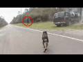 Craziest Police K9 Takedowns Caught On Camera