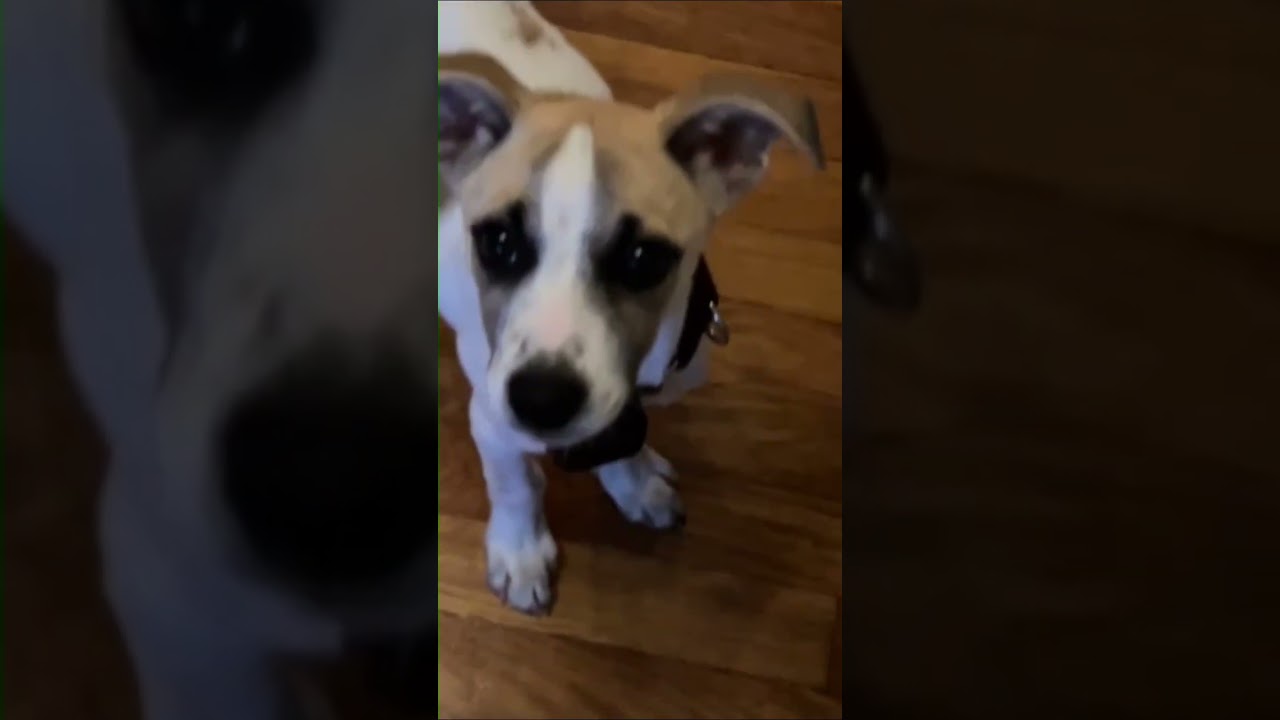 Enlarge Marla Mars - Local pup, a Adoptable mixed breed in Andover, MA video 6/6
