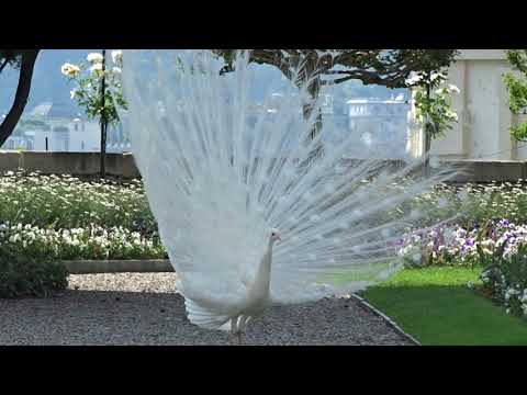 Italien - Isola Bella - Weißer Pfau