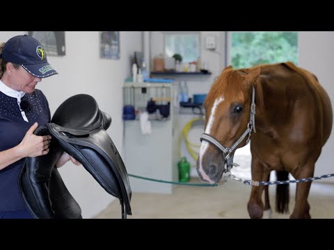 Traberstute greift ihren Sattel an und ist sehr empfindlich - Ariane Telgen wird um Hilfe gebeten