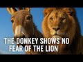 100 Incredible Facts About Donkeys You Never Knew