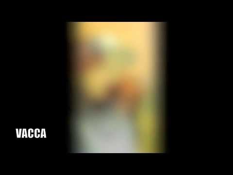 VACCA support  BIG HOMER and ITALIANCONNECTION