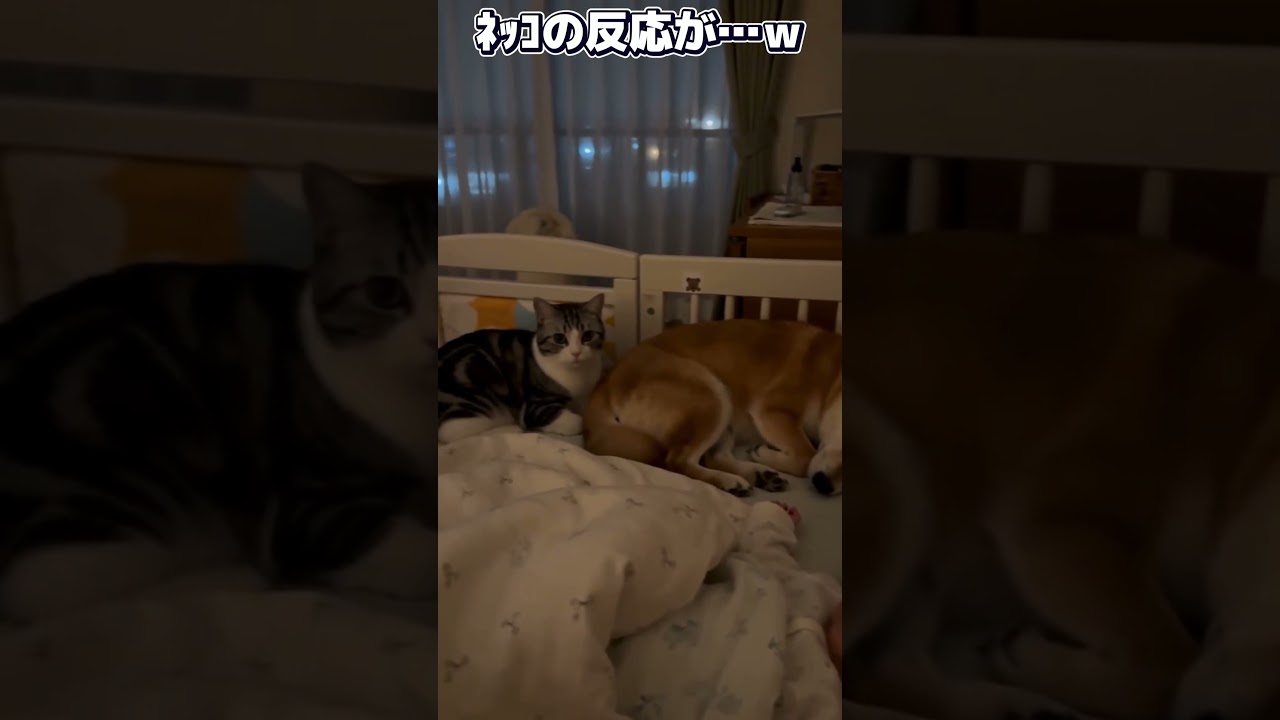 柴犬がオナラをぶっぱなした時の猫の反応が…w　#shorts
