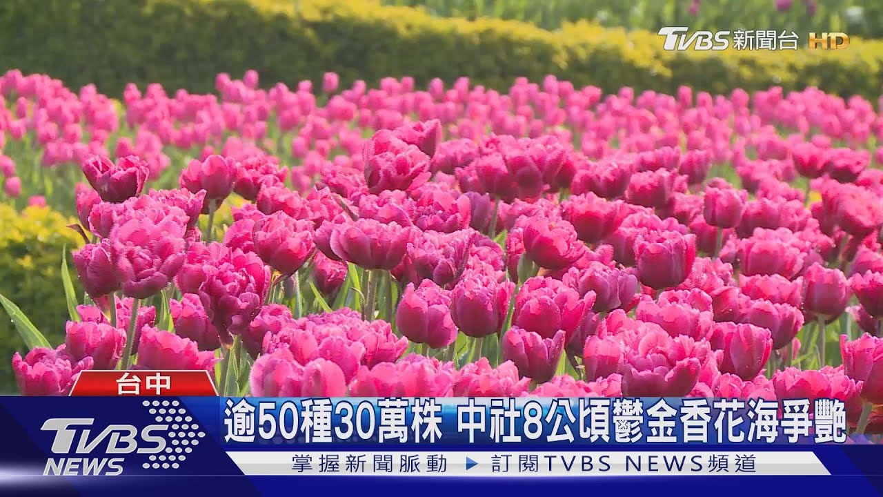 台中中社鬱金香花海盛開 遊客如置身荷蘭
