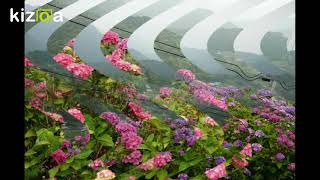 お茶の里新宮脇茶園　大西茶園の紫陽花祭り