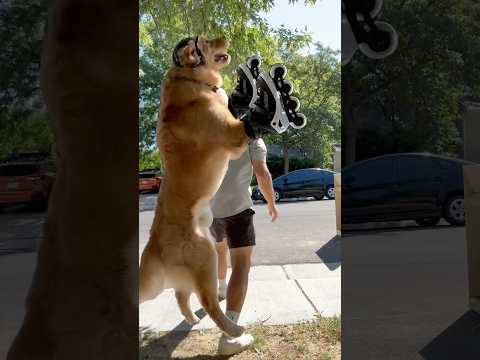 Dog wearing rollerblades ?? #dogsofyoutube