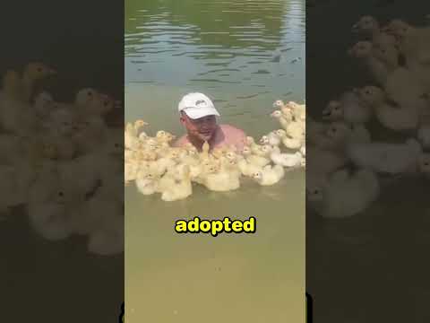 He Became Their Daddy Duck ❤️