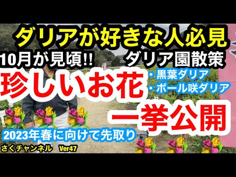 ダリアの品種: ダリアの全クラスの概要 植物