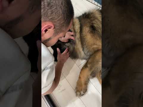 レオンベルガー (犬)について詳しく解説