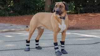 Download lagu Funny Dogs Wearing Shoes For The First Time: Funny Videos Of Dogs Wearing Shoes For The First Time mp3