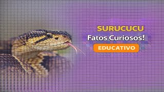 SURUCURU: SEGREDOS CHOCANTES DESSA SERPENTE...