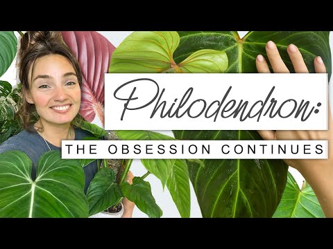 Sorry If You Buy More Plants After This 😬 PHILODENDRON Collection Tour, Growth Updates + FUN FACTS 🌱