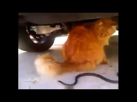 Top 05 Funny Fail Cats Vs Snake Compilation 2014