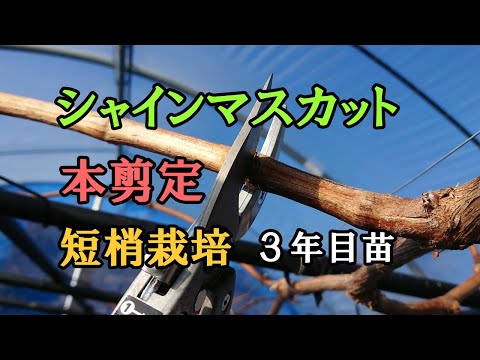 秋や冬にブドウの剪定を行う時期はいつですか?このワイン事業の利点は何ですか?  庭園