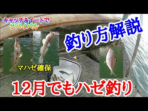 クリプトセントラス シンクタス