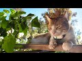 Cat POV / Cat with Camera 🔴 / Ros' Unedited Clips Stream #16