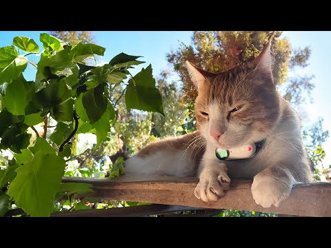 Cat POV / Cat with Camera 🔴 / Ros' Unedited Clips Stream #16