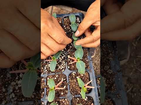 Watermelon Farming Full Video #satisfying #shortsvideo