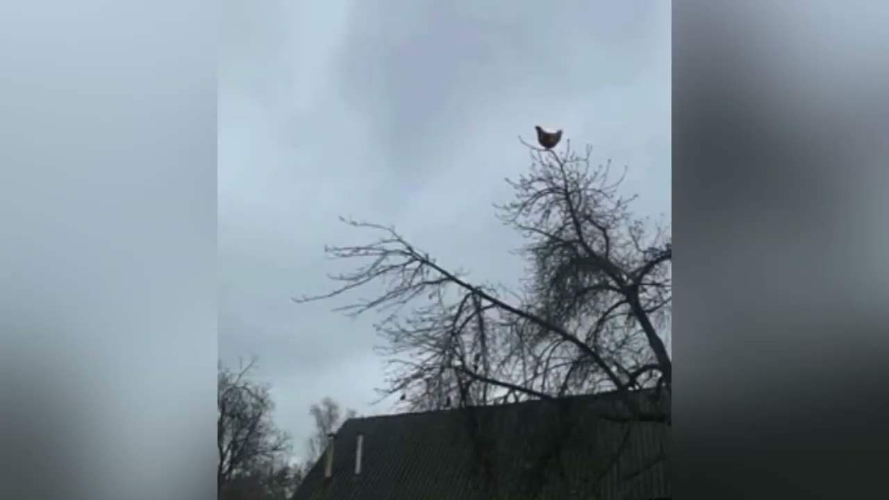 Hen screaming meme template || cock screaming meme template