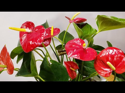, title : '안스리움 꽃을 많이 피우게 하려면 중요한 팁《Tips for get lots of blooming on Anthurium house plant》'